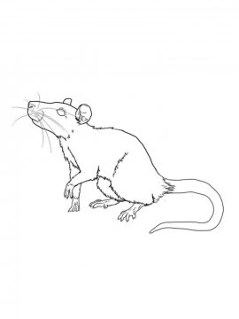 Раскраска Крыса 9 - Бесплатно распечатать