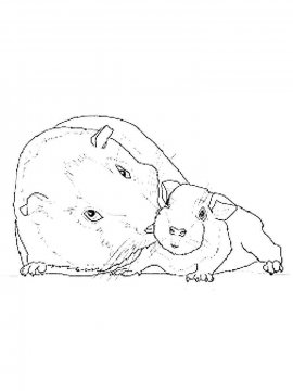 Раскраска Морская Свинка 11 - Бесплатно распечатать