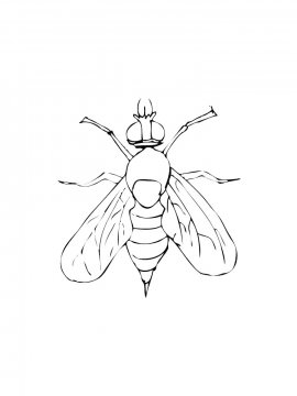 Раскраска Домашняя муха