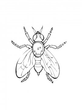 Раскраска Детальная муха