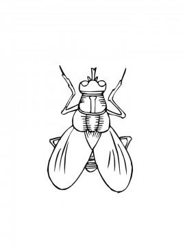 Раскраска Простая муха с тонкими лапками