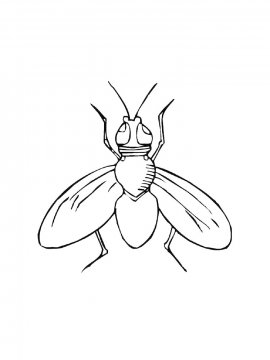 Раскраска Муха с большими крыльями
