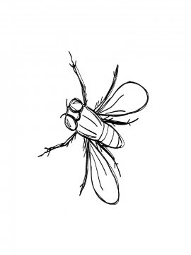 Раскраска Простая контурная муха