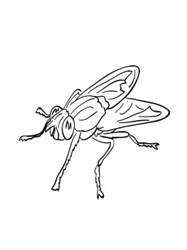 Раскраска Муха в простом стиле