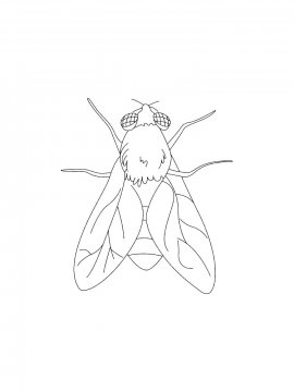 Раскраска Контур мухи