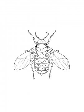 Раскраска Большая муха