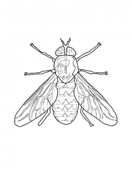 Раскраска Муха вид сверху