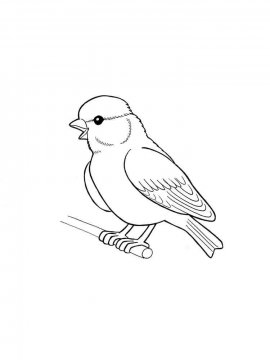 Раскраска Домашние птицы 21 - Бесплатно распечатать