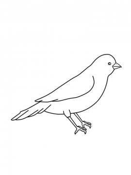 Раскраска Домашние птицы 27 - Бесплатно распечатать
