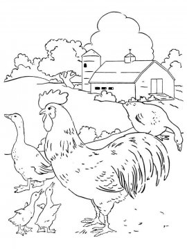 Раскраска Домашние птицы 33 - Бесплатно распечатать