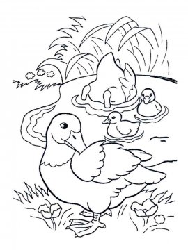 Раскраска Домашние птицы 45 - Бесплатно распечатать