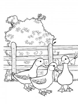 Раскраска Домашние птицы 48 - Бесплатно распечатать