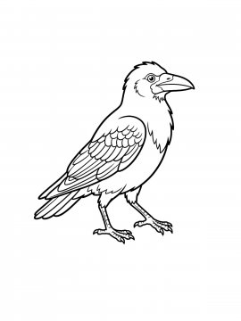 Раскраска Красивый грач