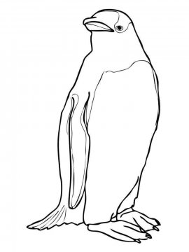 Раскраска Пингвин 10 - Бесплатно распечатать