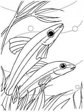 Раскраска Аквариумная рыбка 10 - Бесплатно распечатать