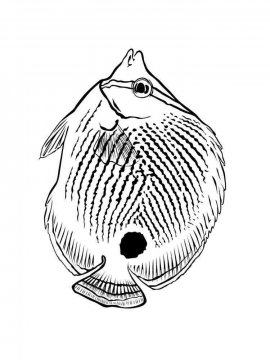 Раскраска Аквариумная рыбка 13 - Бесплатно распечатать