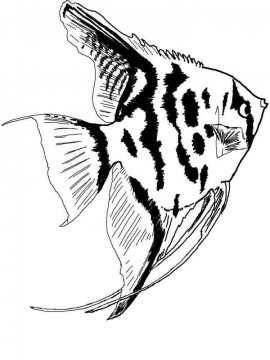 Раскраска Аквариумная рыбка 9 - Бесплатно распечатать