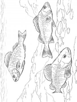 Раскраска Речная рыба 3 - Бесплатно распечатать