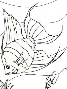 Раскраска Рыба Ангел 3 - Бесплатно распечатать