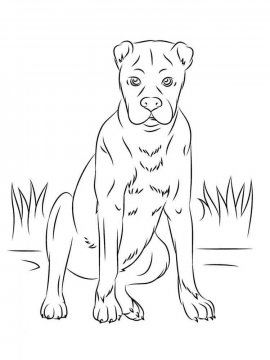 Раскраска Собака Боксер 2 - Бесплатно распечатать