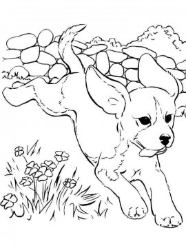 Раскраска Собака 44 - Бесплатно распечатать