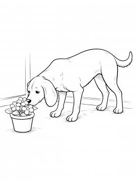 Раскраска собака нюхает цветы в горшке