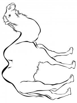 Раскраска Верблюд 12 - Бесплатно распечатать