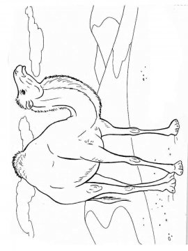 Раскраска Верблюд 13 - Бесплатно распечатать
