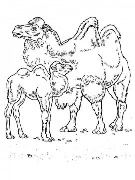 Раскраска Верблюд 2 - Бесплатно распечатать
