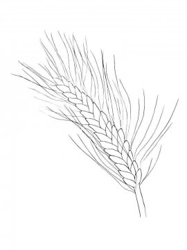 Раскраска Пшеница 13 - Бесплатно распечатать