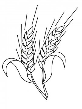 Раскраска Пшеница 4 - Бесплатно распечатать