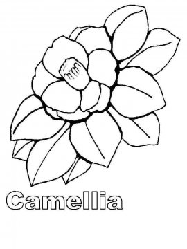 Раскраска Камелия 3 - Бесплатно распечатать