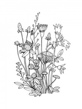 Раскраска Полевые цветы 12 - Бесплатно распечатать