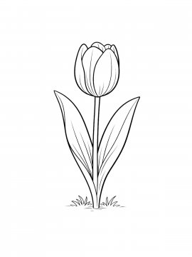 Раскраска Тюльпан распечатать