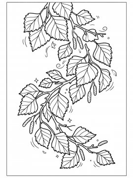Раскраска Листья березы с сережками