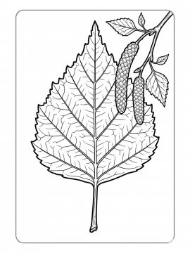 Raskraski Priroda Bereza 21