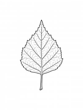 Raskraski Priroda Bereza 22