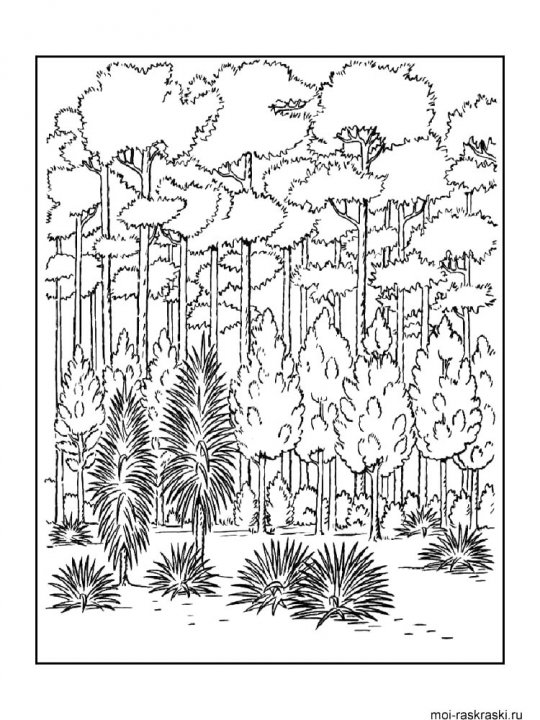 Раскраски Лес - распечатать в формате А4