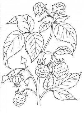 Раскраска Растения 3 - Бесплатно распечатать
