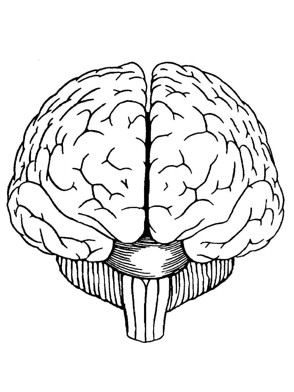 Brain pdf. Мозг спереди вектор. Головной мозг спереди. Мозг рисунок. Мозг нарисованный.
