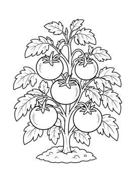 Раскраска большой куст с помидорами